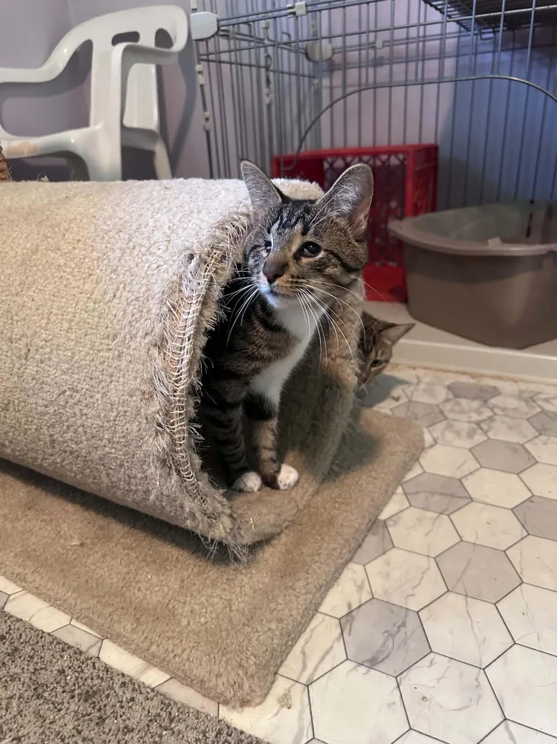 A baby medium-sized male Gray & White Tabby cat named Endo for adoption in Cincinnati, OH