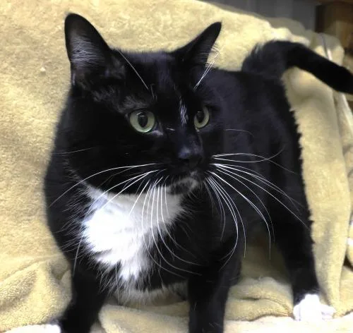 An adult large-sized male Black & White / Tuxedo Domestic Short Hair cat named Diesel for adoption in Thief River Falls, MN
