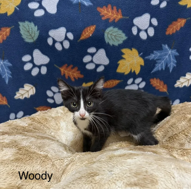 A baby medium-sized male Black & White / Tuxedo Domestic Short Hair cat named Woody for adoption in Logan, OH
