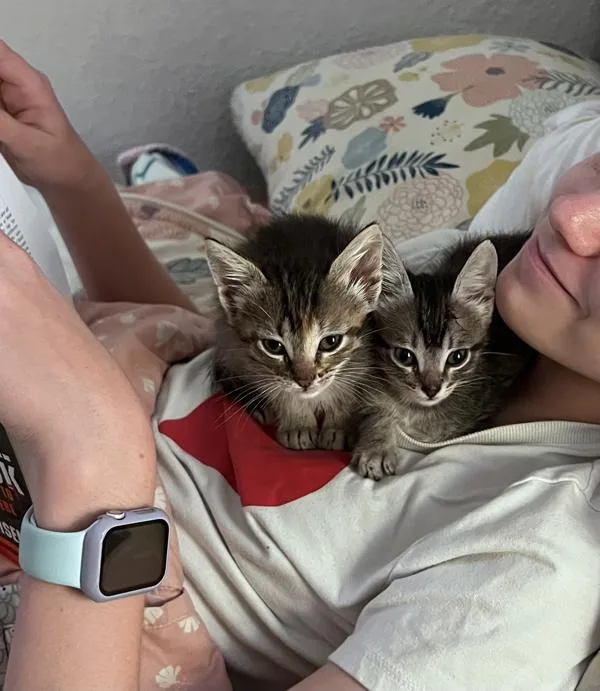 A baby small-sized female Domestic Short Hair cat named Prim for adoption in Austin, TX