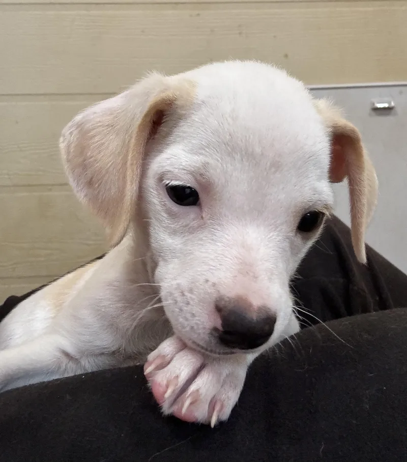 A baby small-sized male White / Cream Terrier dog named Brooks for adoption in Ruston, LA