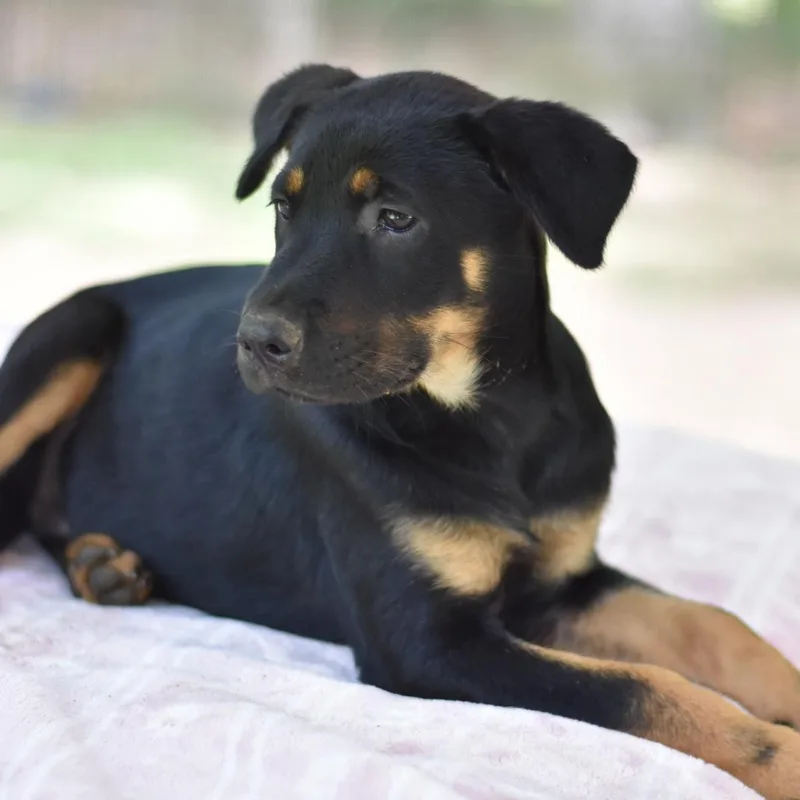A baby medium-sized female Tricolor (Brown, Black, & White) Shepherd dog named Talia for adoption in Conroe, TX