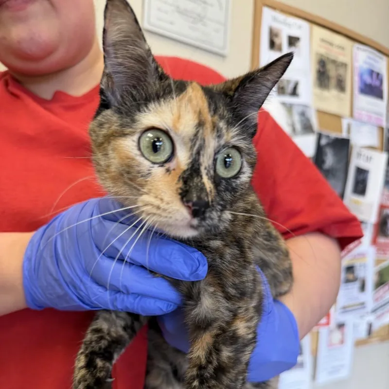 A young medium-sized female Tortoiseshell Domestic Short Hair cat named Callie for adoption in Birmingham, AL