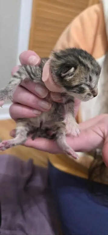 A baby medium-sized female Domestic Short Hair cat named Cosmic Brownie for adoption in Clinton Township, MI