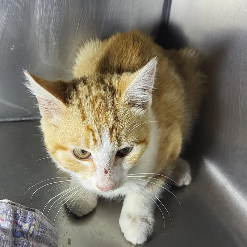 An adult medium-sized female Calico Domestic Short Hair cat named Biscuit for adoption in Veneta, OR