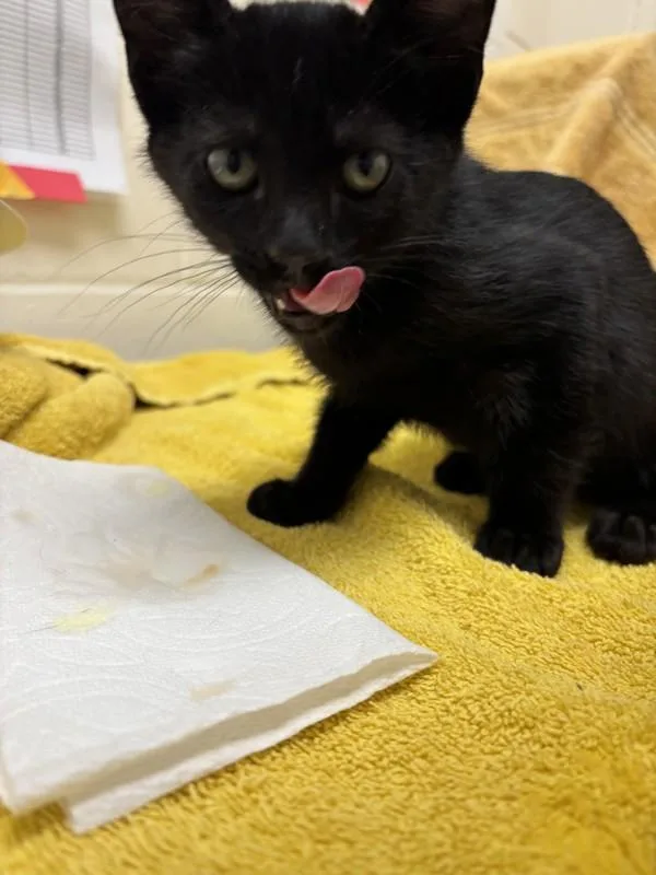 A baby small-sized male Domestic Short Hair cat named Bert for adoption in Santa Rosa, CA