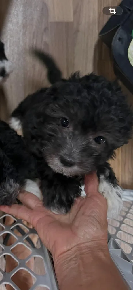 A baby small-sized female Havanese dog named Lilly for adoption in Waterloo, IL