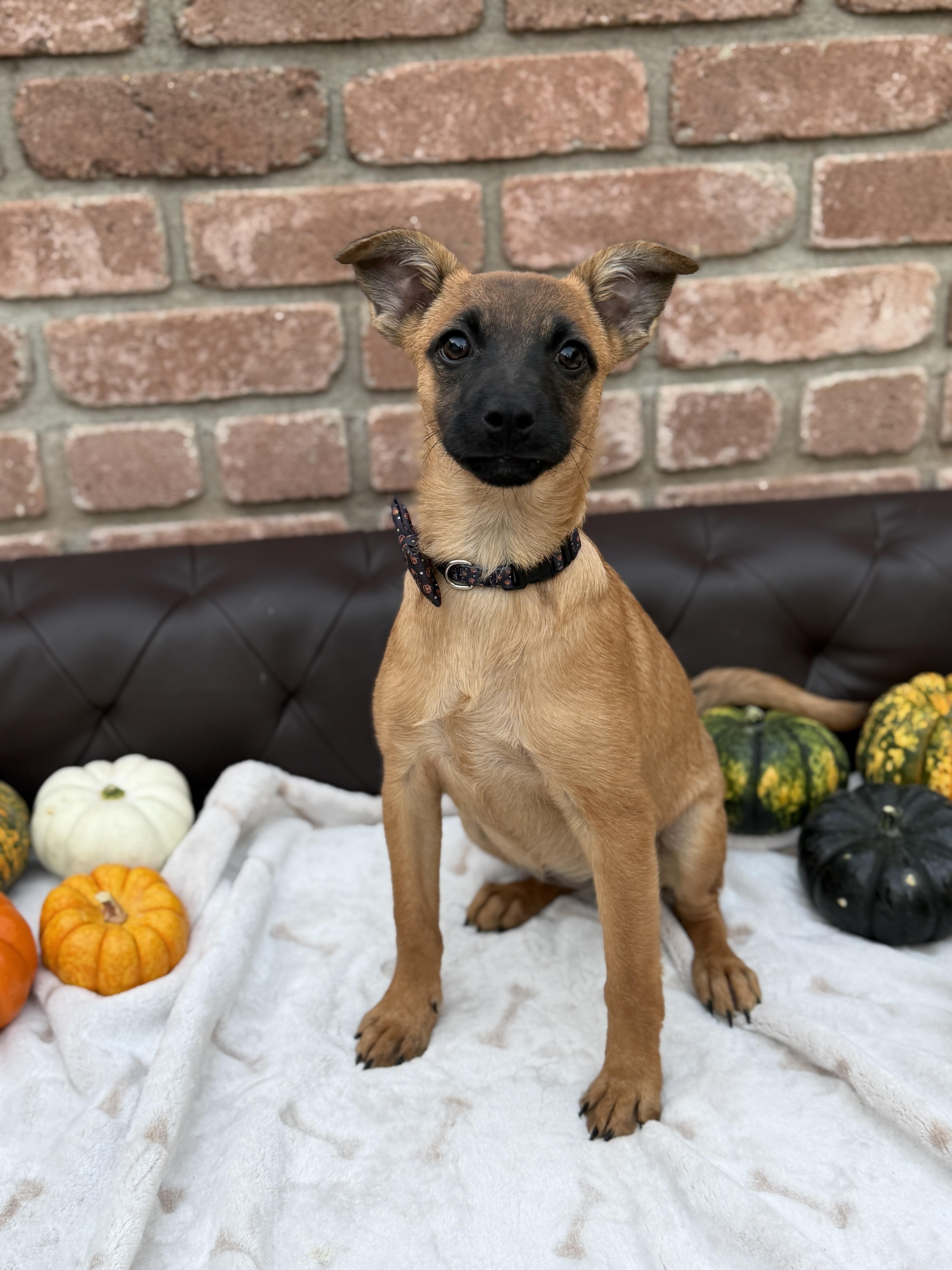 A baby medium-sized female Belgian Shepherd / Malinois dog named Geraldine for adoption in San Diego, CA