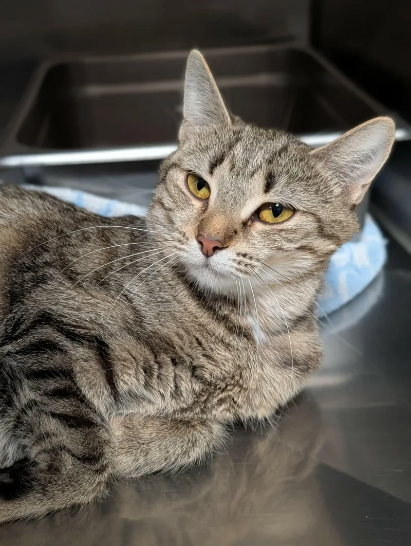 An adult medium-sized female Tabby (Brown / Chocolate) Domestic Short Hair cat named Metapod for adoption in Chambersburg, PA