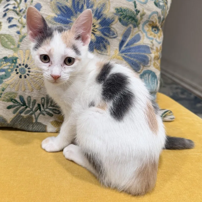 A baby medium-sized female Domestic Short Hair cat named Buffy for adoption in Herndon, VA