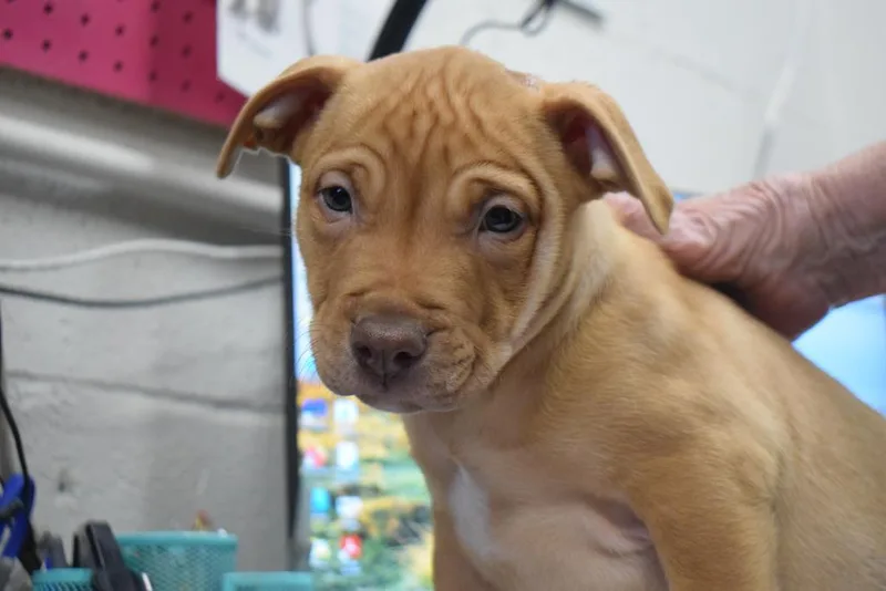 A baby medium-sized male American Bulldog dog named Caliber for adoption in Pahrump, NV