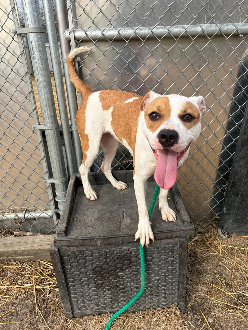 Sticky Buns thumbnail 4