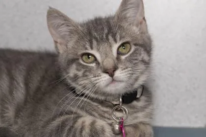 A young small-sized female Domestic Short Hair cat named B whisper for adoption in North Charleston, SC