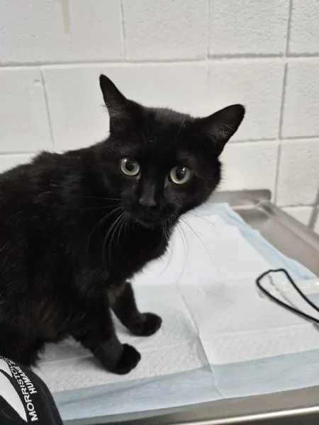 An adult small-sized female Domestic Short Hair cat named Sabrina for adoption in Morristown, TN