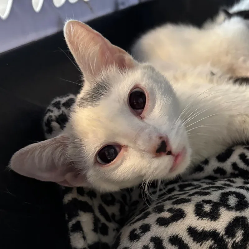 A young medium-sized female White Domestic Short Hair cat named Mrs. O'Leary for adoption in Naperville, IL