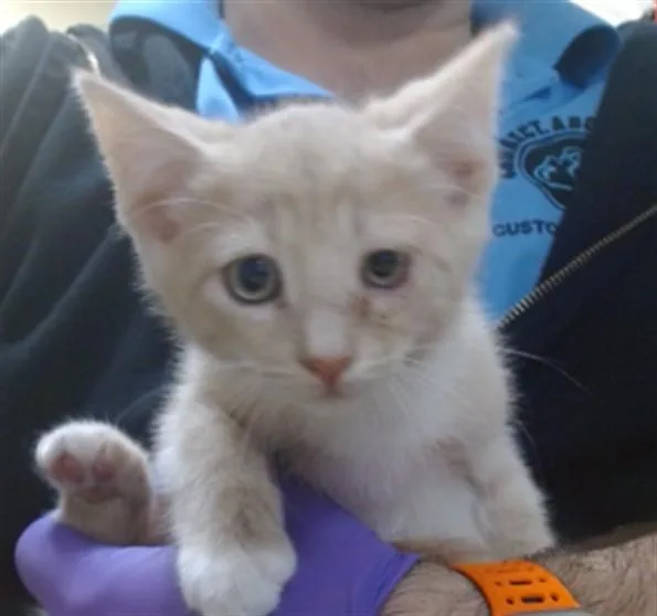 A baby small-sized male Domestic Short Hair cat named Koro for adoption in Miami, FL