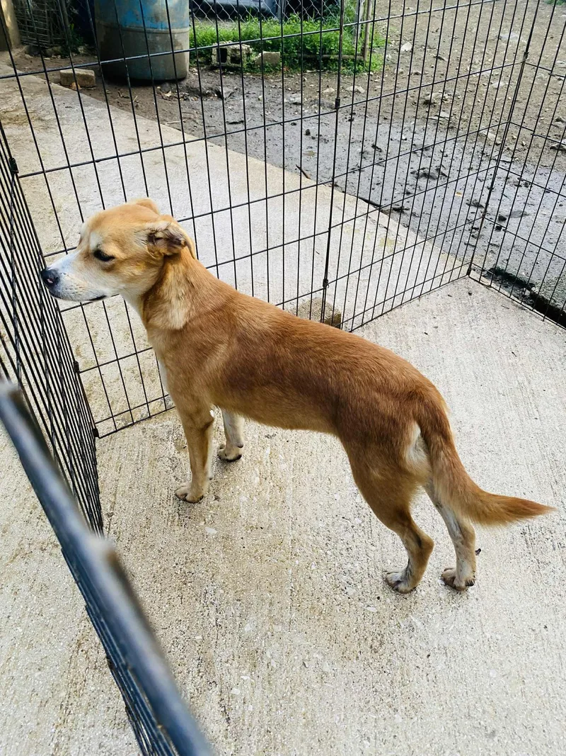 Gingersnap thumbnail 5