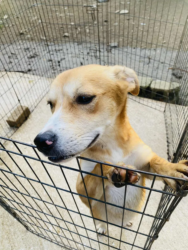 Gingersnap thumbnail 6