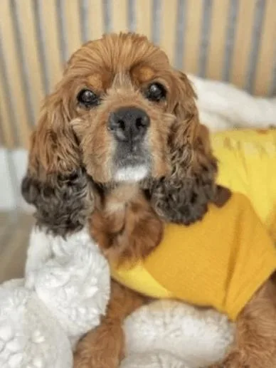 An adult small-sized female Cocker Spaniel dog named Libby for adoption in South San Francisco, CA