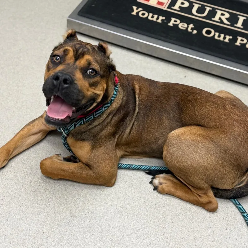 A young medium-sized female Brown / Chocolate Cane Corso dog named Scarlet for adoption in Saint Louis, MO