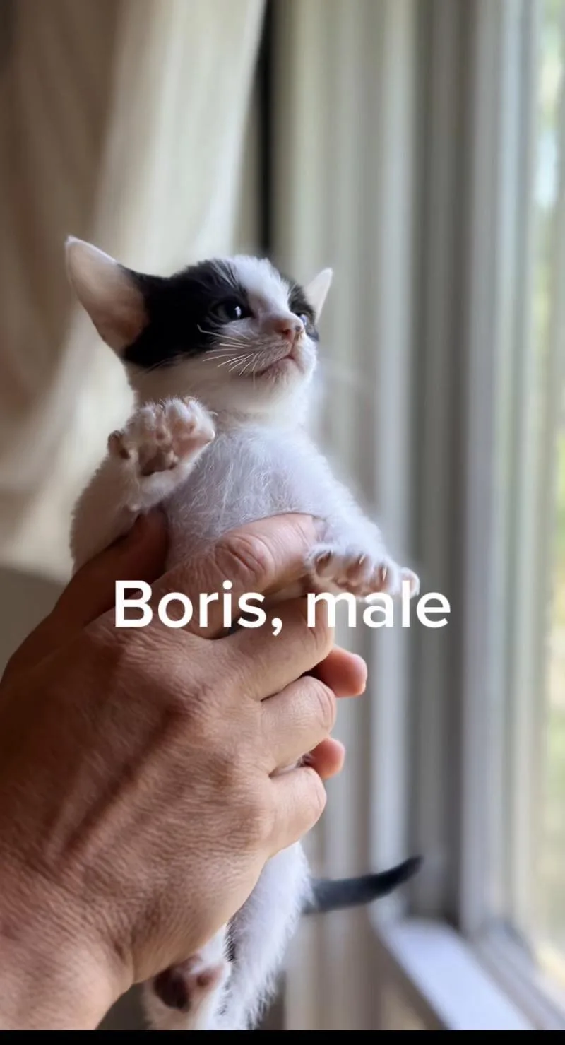 A baby small-sized male White Domestic Short Hair cat named Boris for adoption in Shrewsbury, MA