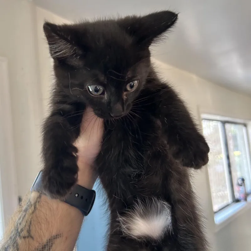 A baby small-sized male Black Domestic Short Hair cat named Gravy for adoption in Denver, CO