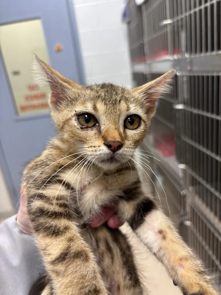 A baby medium-sized male Domestic Short Hair cat named Bobby for adoption in Belton, TX