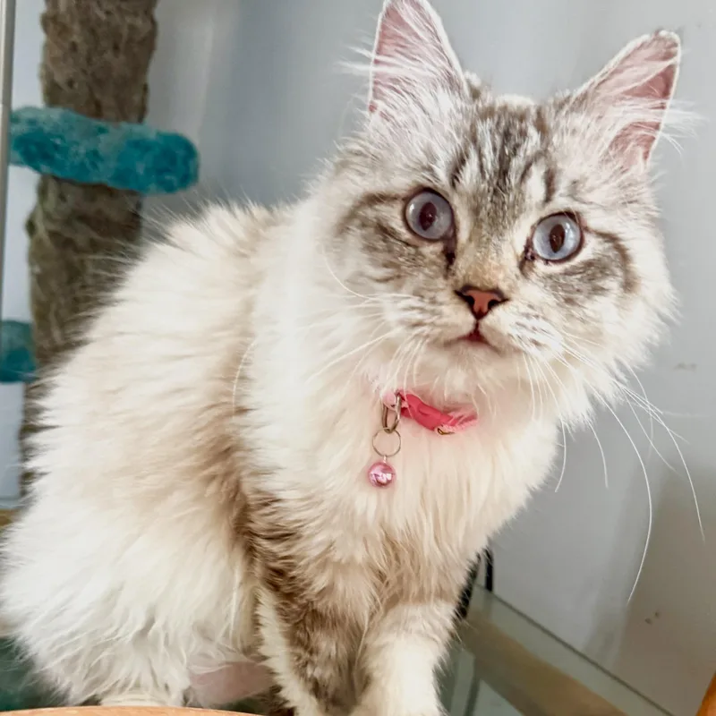 Fabulous Flora  Beauty