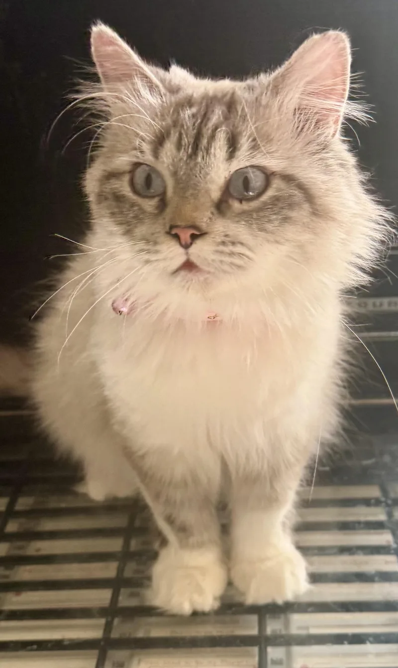 Fabulous Flora  Beauty thumbnail 3