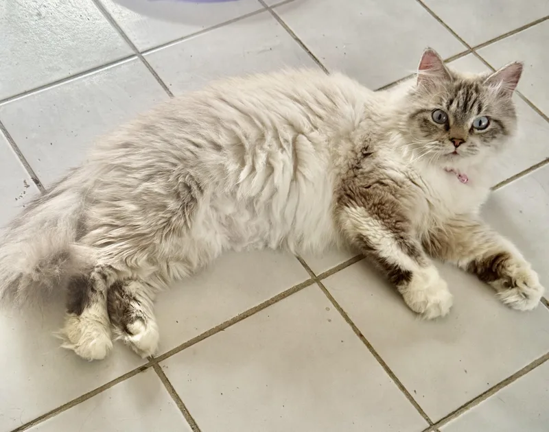 Fabulous Flora  Beauty thumbnail 5