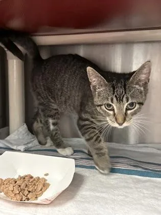 A baby small-sized female Domestic Short Hair cat named JoJo for adoption in Madison, NJ