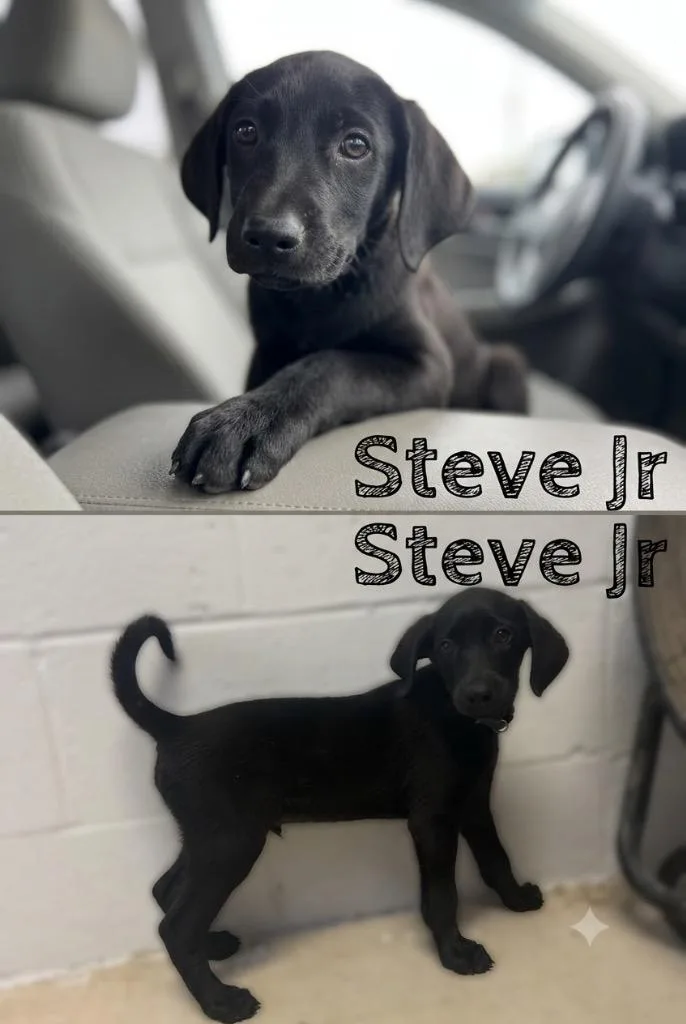 Steve Jr.