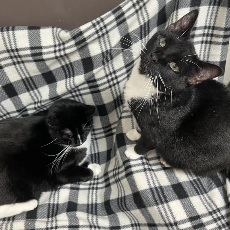 An adult medium-sized female Black Domestic Short Hair cat named Penelope & Patchouli No for adoption in Fairmont, MN