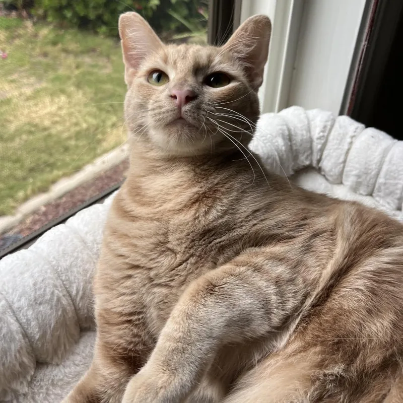 A young small-sized female Buff / Tan / Fawn American Shorthair cat named Nicole Kidman for adoption in San Diego, CA