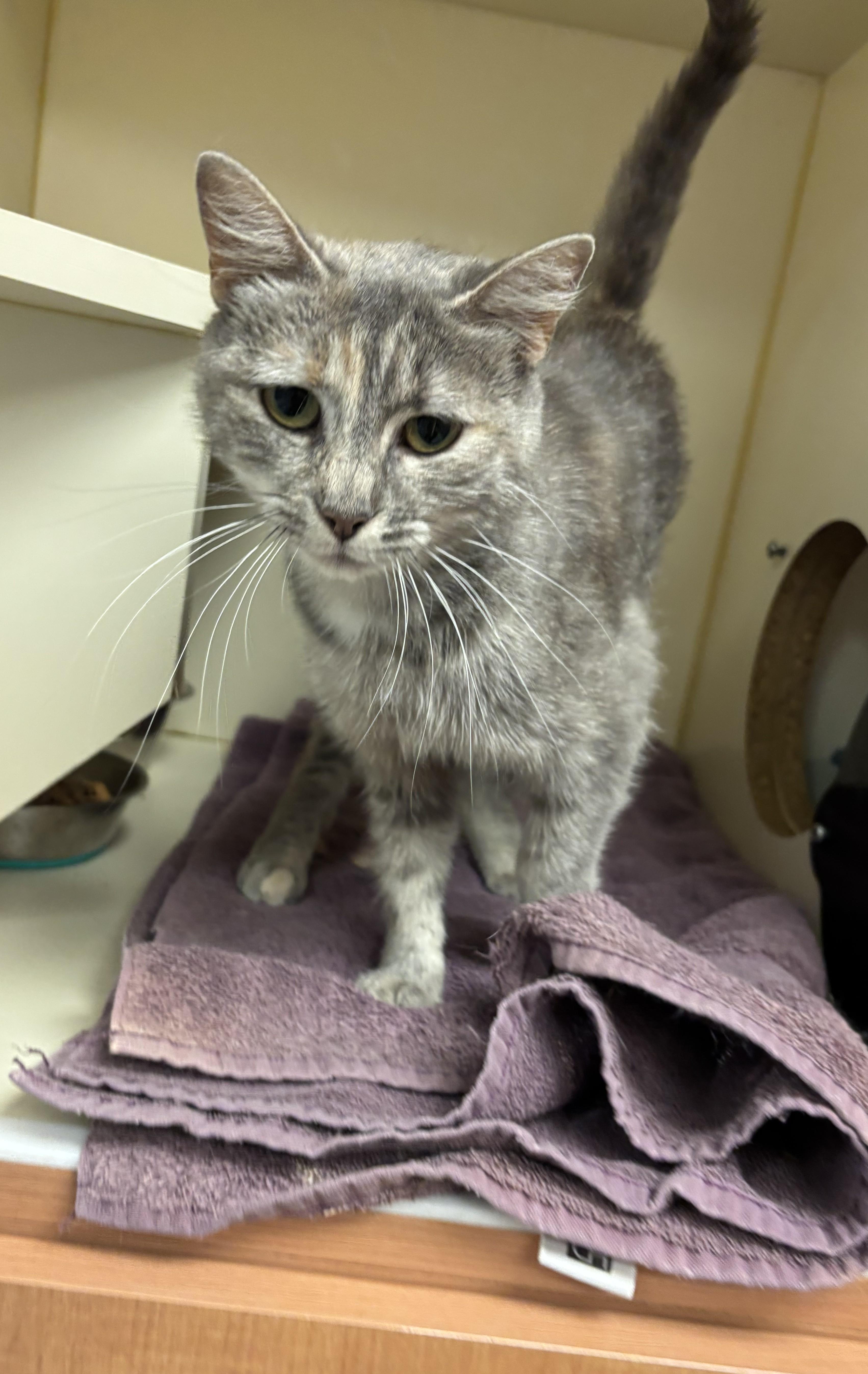 An adult medium-sized female Tabby (Gray / Blue / Silver) Domestic Short Hair cat named Boba for adoption in Quincy, WA