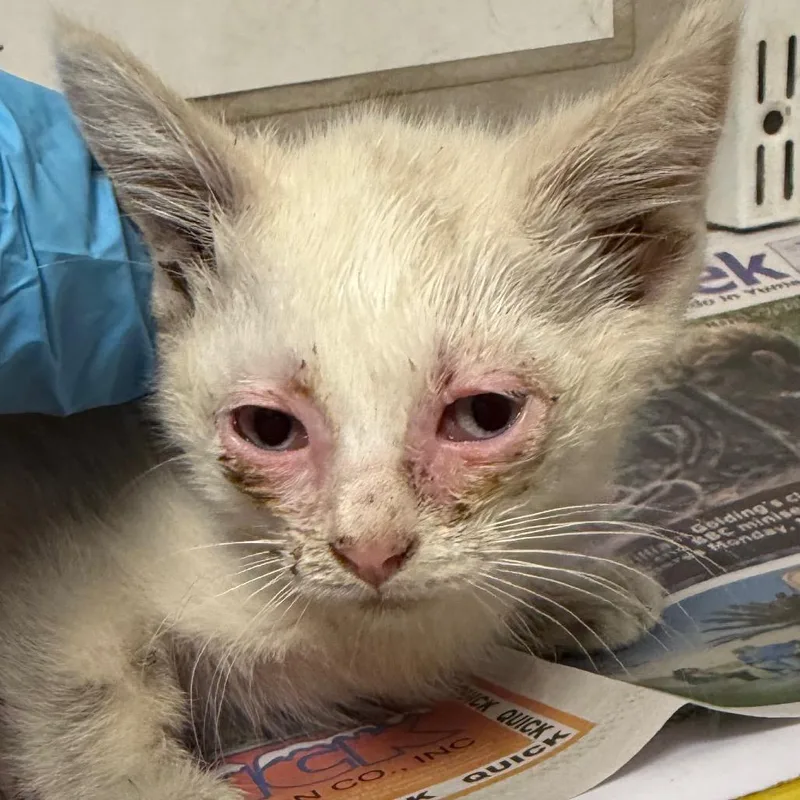 A baby small-sized female White Domestic Short Hair cat named Michi for adoption in Yuma, AZ