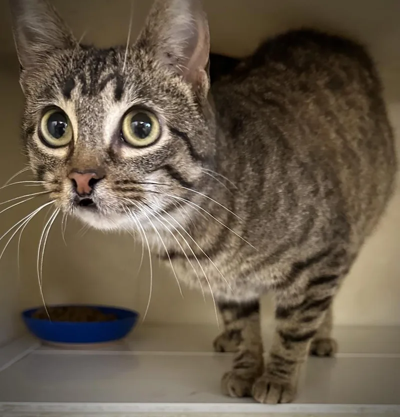 A young small-sized female Tabby (Brown / Chocolate) Domestic Short Hair cat named Tofu for adoption in Richmond, IN