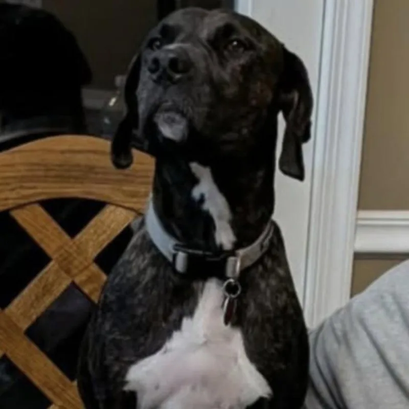 An adult large-sized female Brindle Plott Hound dog named Cleo for adoption in Berkeley Springs, WV