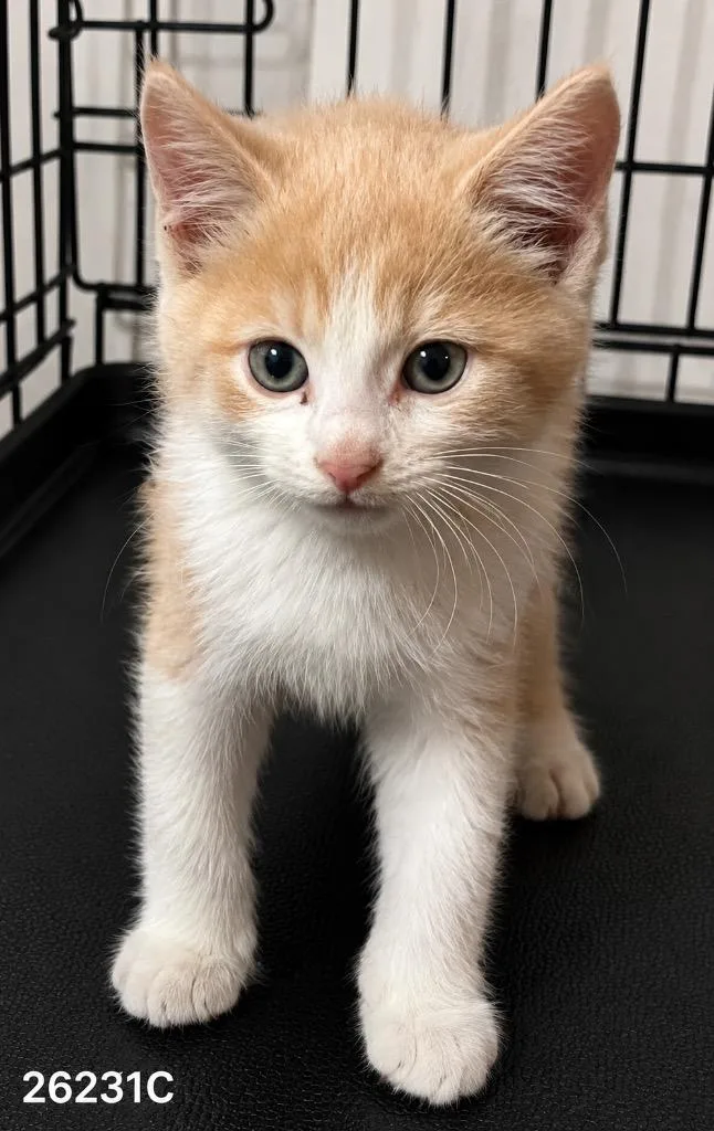 A baby large-sized male Domestic Short Hair cat named Archie for adoption in Dalton, GA