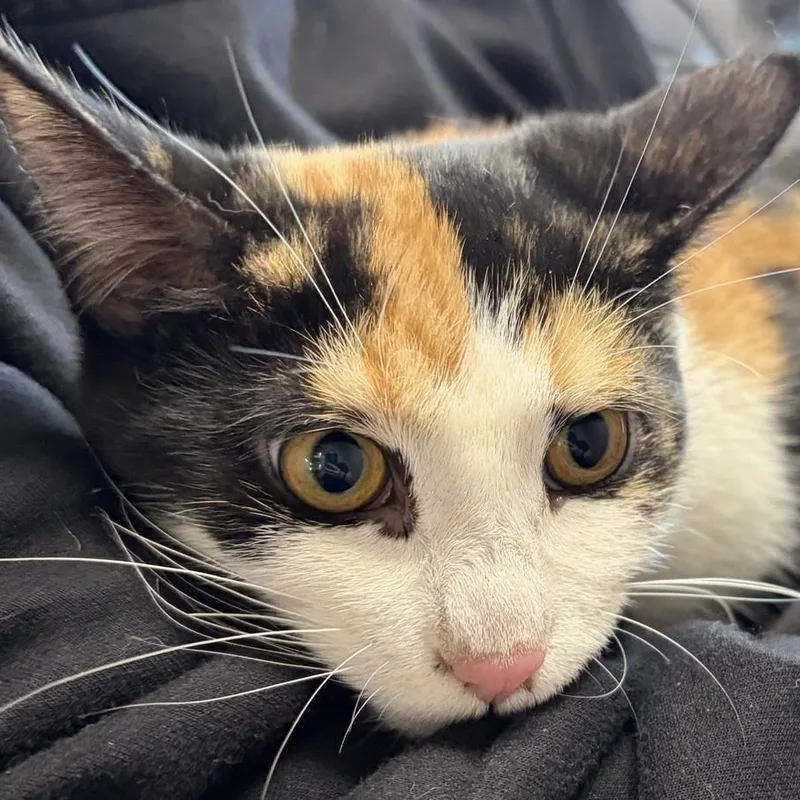 A young medium-sized female Calico Domestic Short Hair cat named Lady for adoption in Allegan, MI