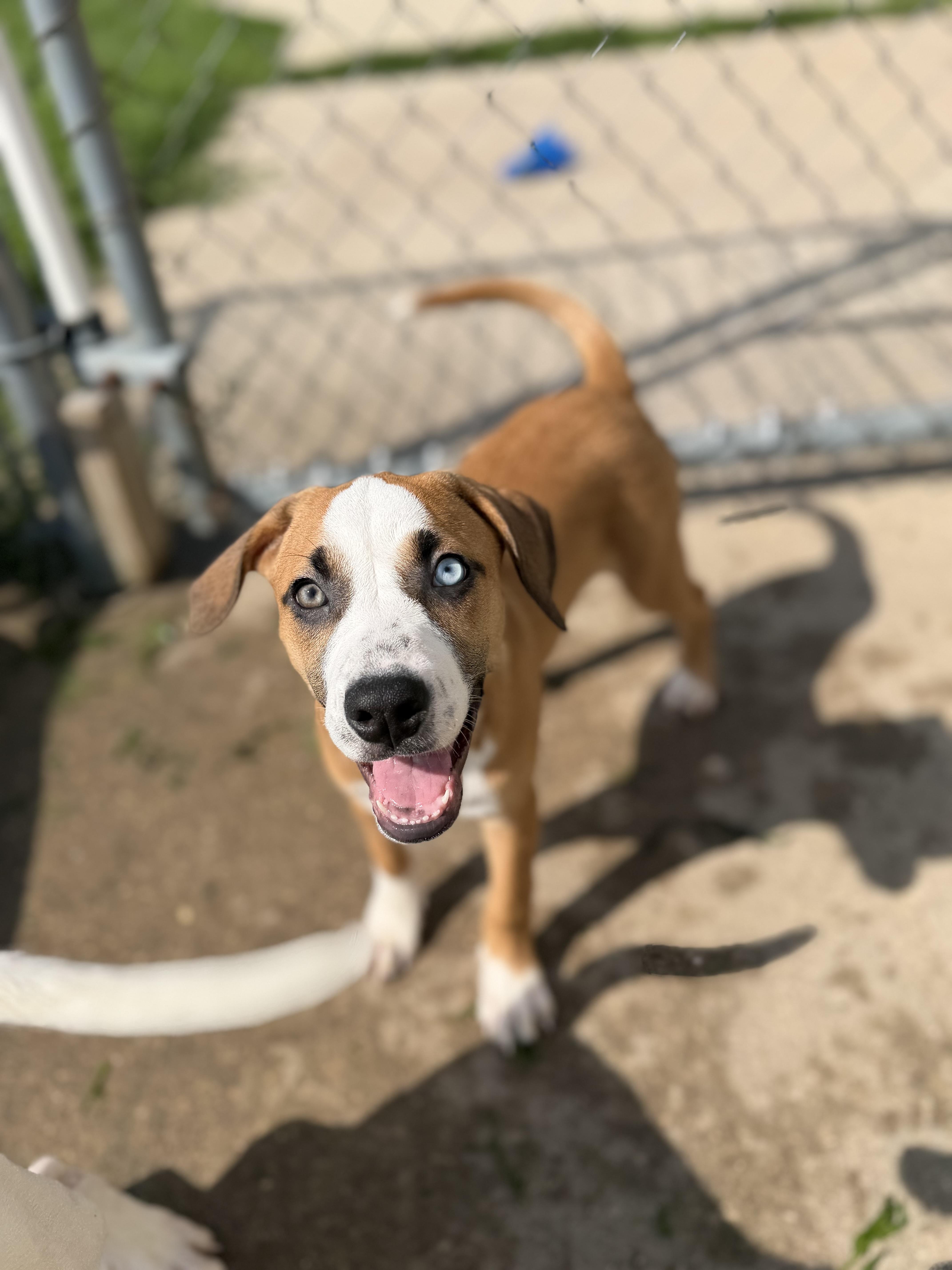 A baby medium-sized female Brown / Chocolate Boxer dog named Pepper for adoption in Dodgeville, WI