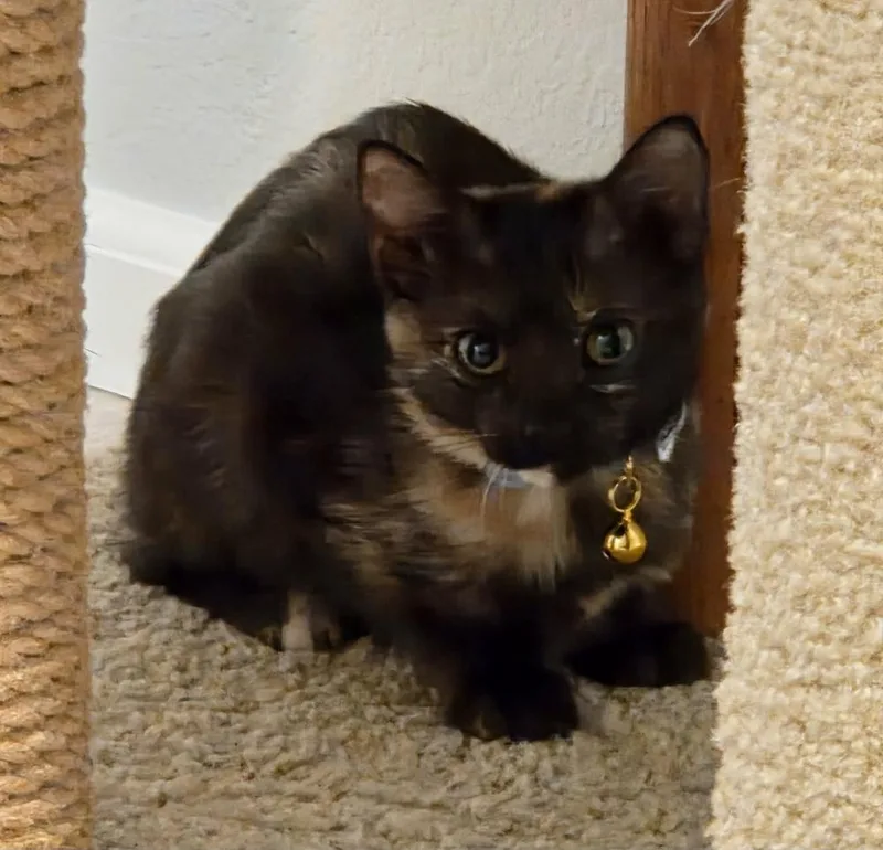 A baby medium-sized female Domestic Short Hair cat named Daisy for adoption in Sedalia, CO