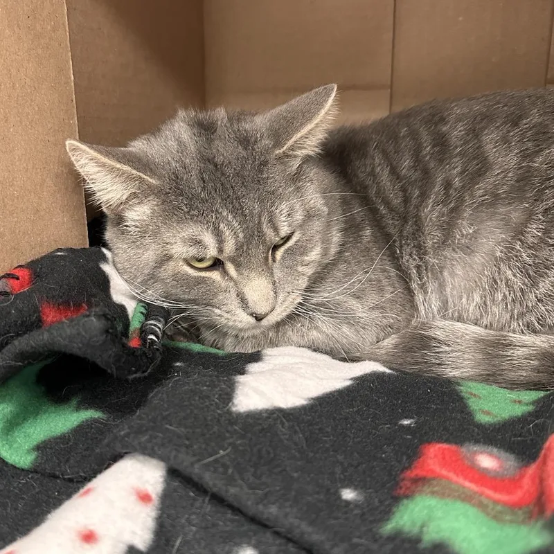 An adult medium-sized male Gray / Blue / Silver Domestic Short Hair cat named Heman for adoption in East Smithfield , PA