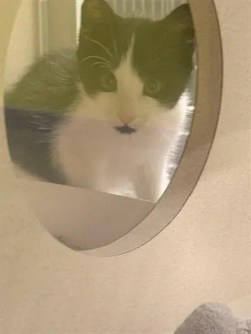 A baby small-sized male Domestic Short Hair cat named Darth Vader for adoption in San Martin, CA