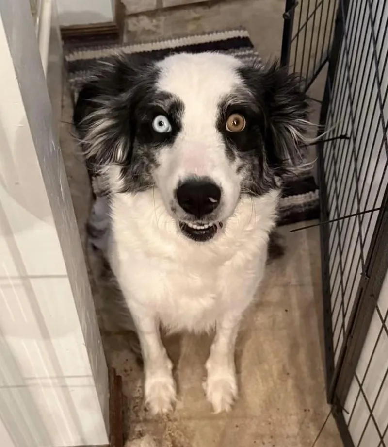 A young medium-sized female Border Collie dog named Pickles for adoption in Warr Acres, OK
