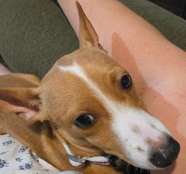 A young small-sized female Chihuahua dog named Lily for adoption in Fort Wayne, IN