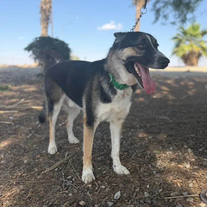 An adult small-sized male Black Shepherd dog named Rocket for adoption in Oceanside, CA