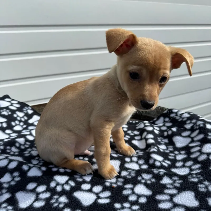 Macaroni Mac thumbnail 2