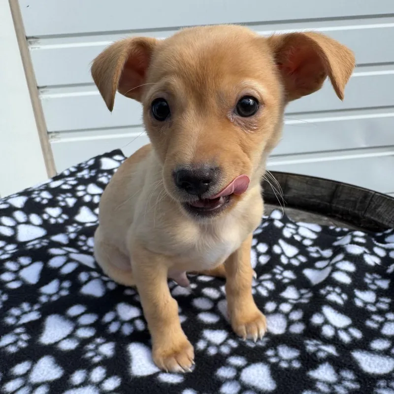 Macaroni Mac thumbnail 3