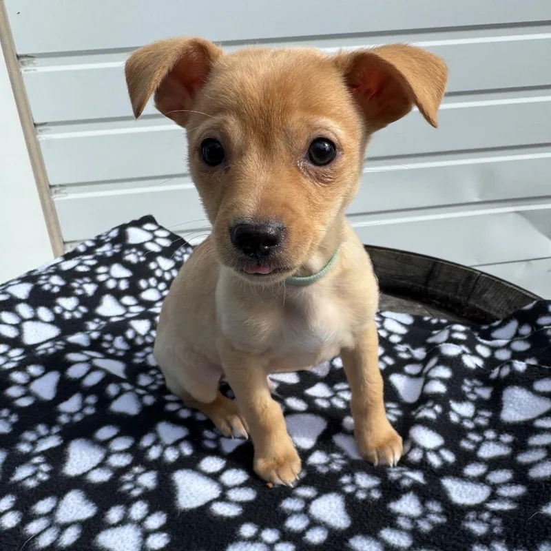 Macaroni Mac thumbnail 4